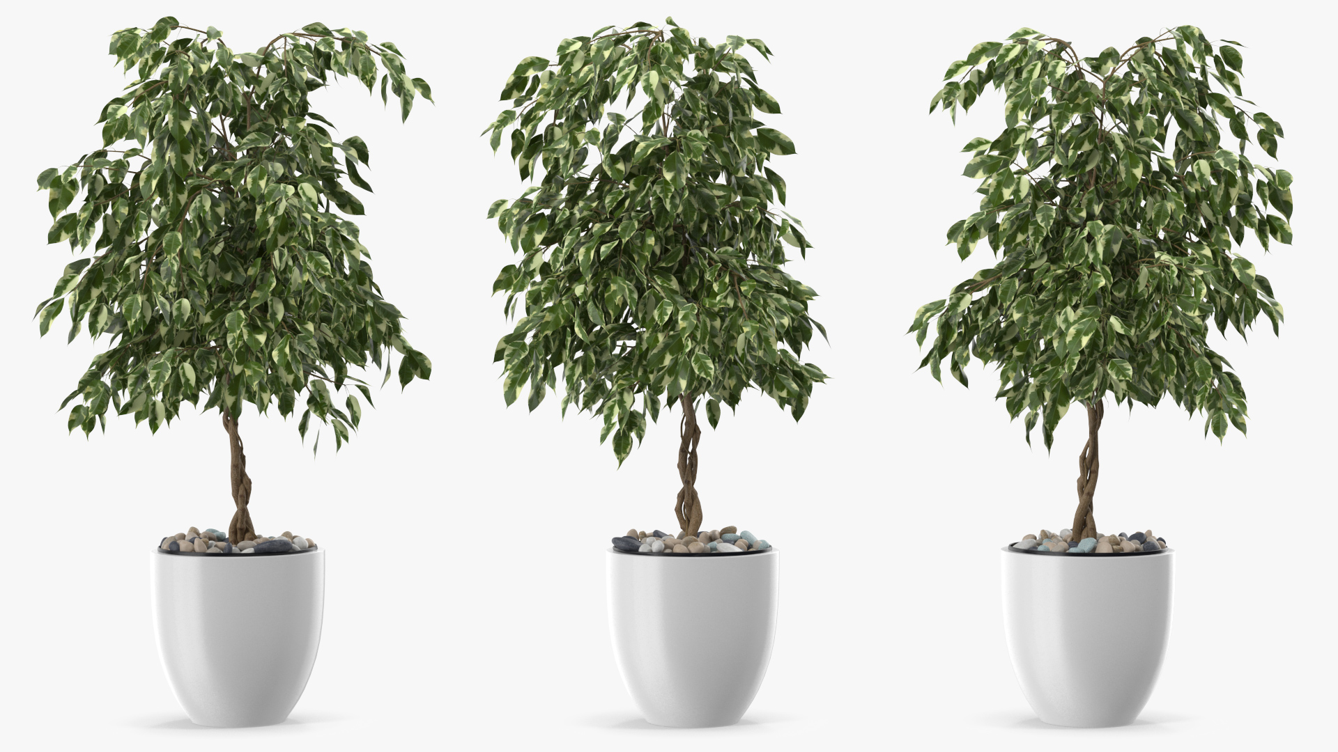 3D Ficus Benjamina Variegated Weeping Fig model