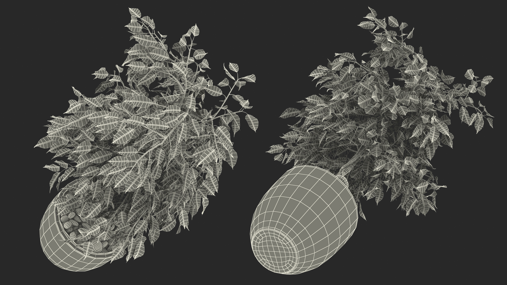 3D Ficus Benjamina Variegated Weeping Fig model