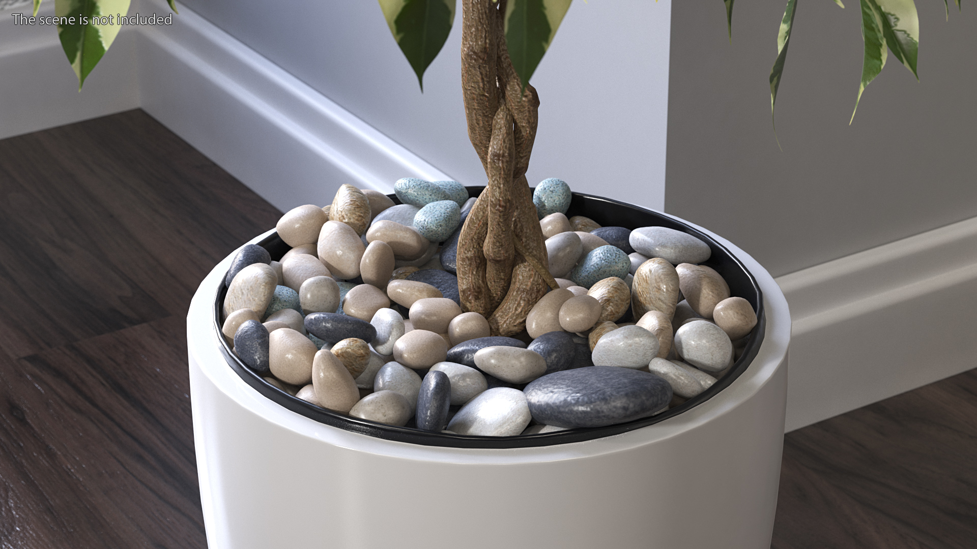 3D Ficus Benjamina Variegated Weeping Fig model