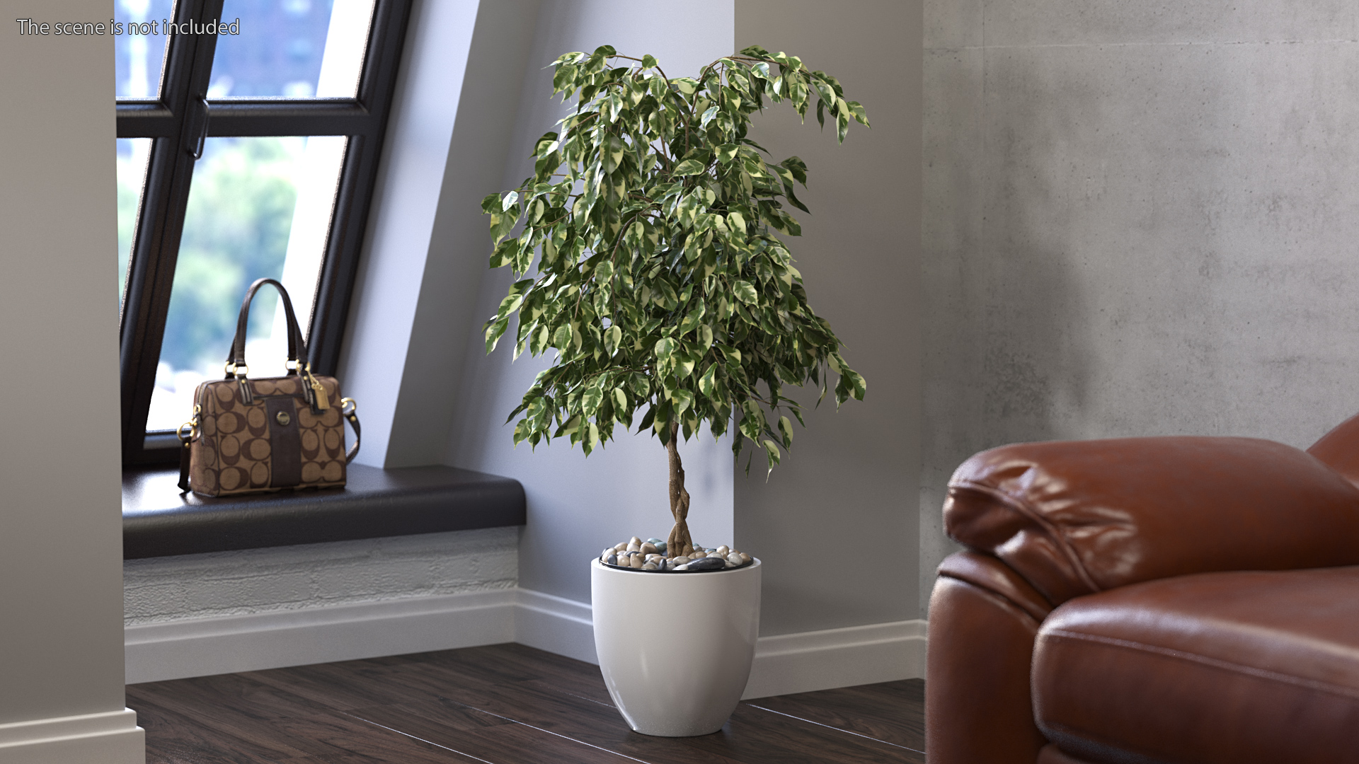 3D Ficus Benjamina Variegated Weeping Fig model