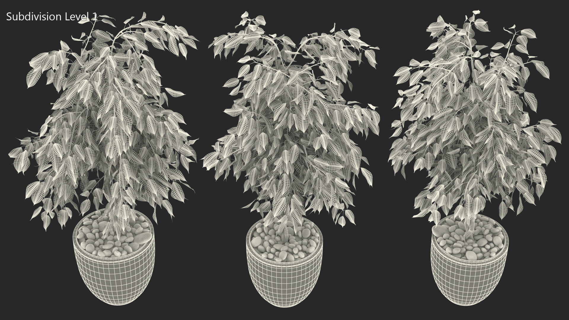 3D Ficus Benjamina Variegated Weeping Fig model