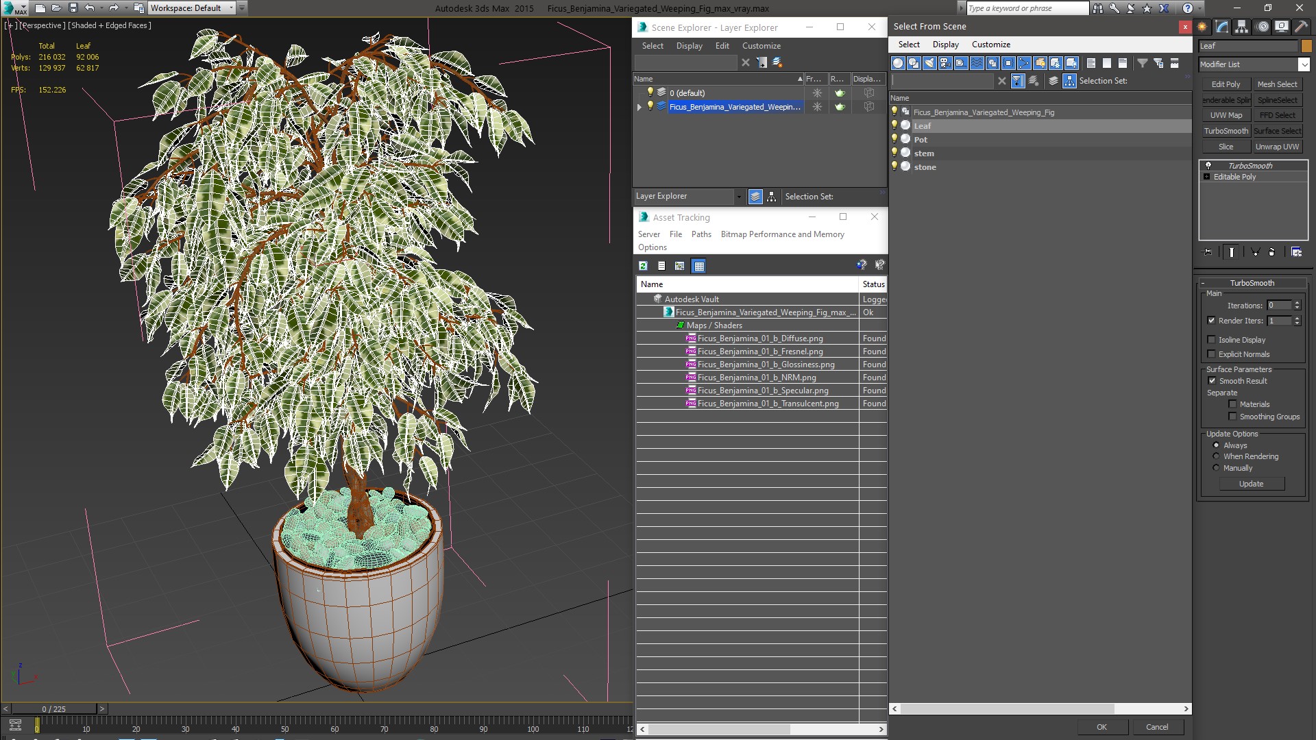 3D Ficus Benjamina Variegated Weeping Fig model