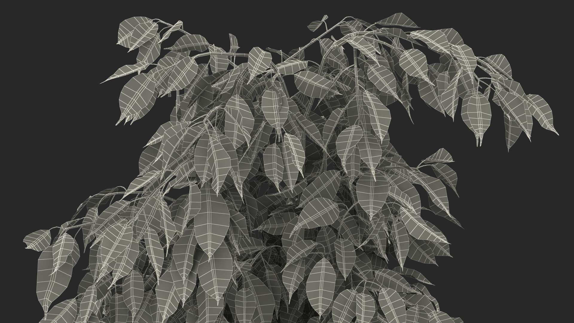 3D Ficus Benjamina Variegated Weeping Fig model