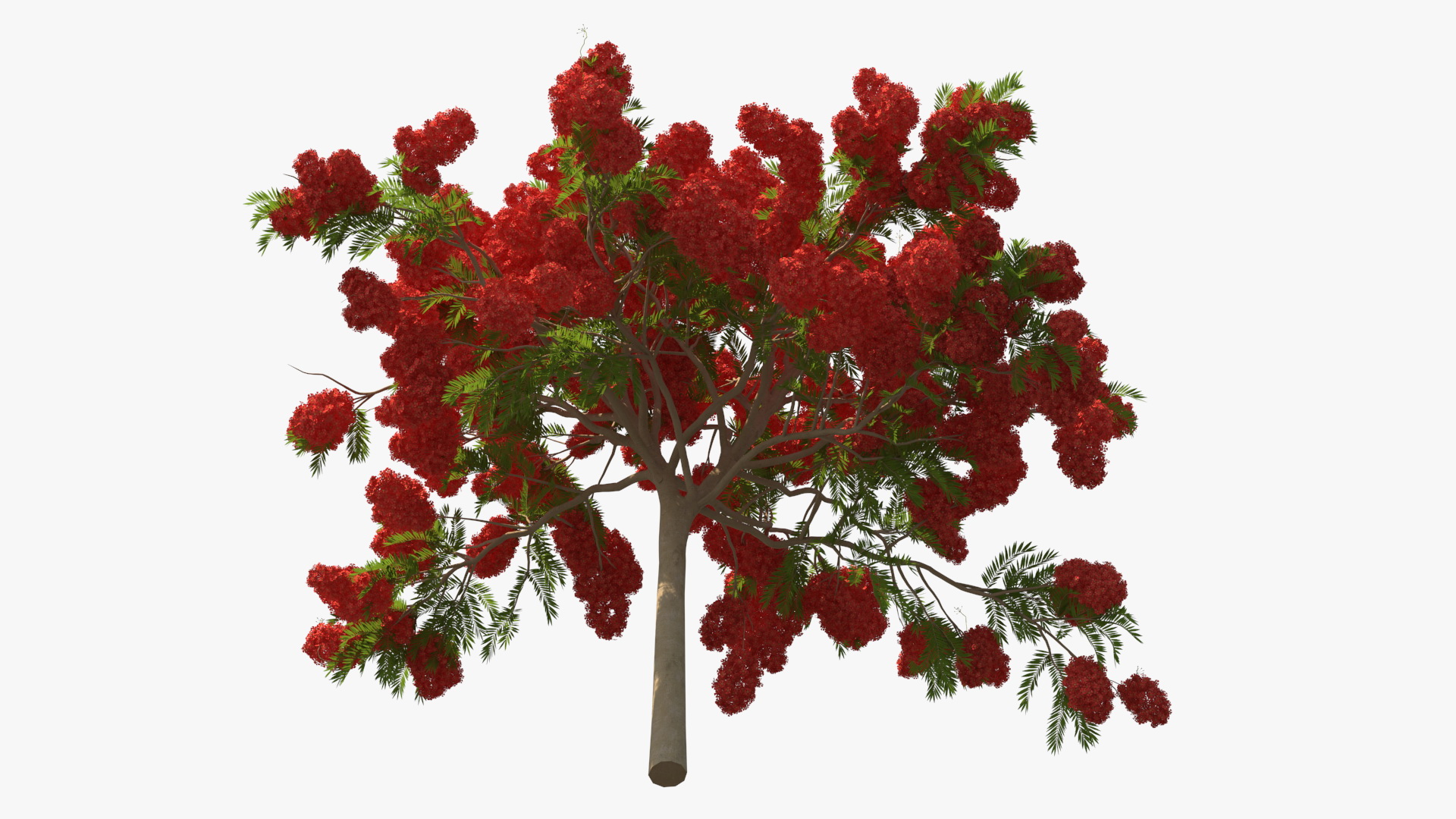 Poinciana Flowering Tree 3D model