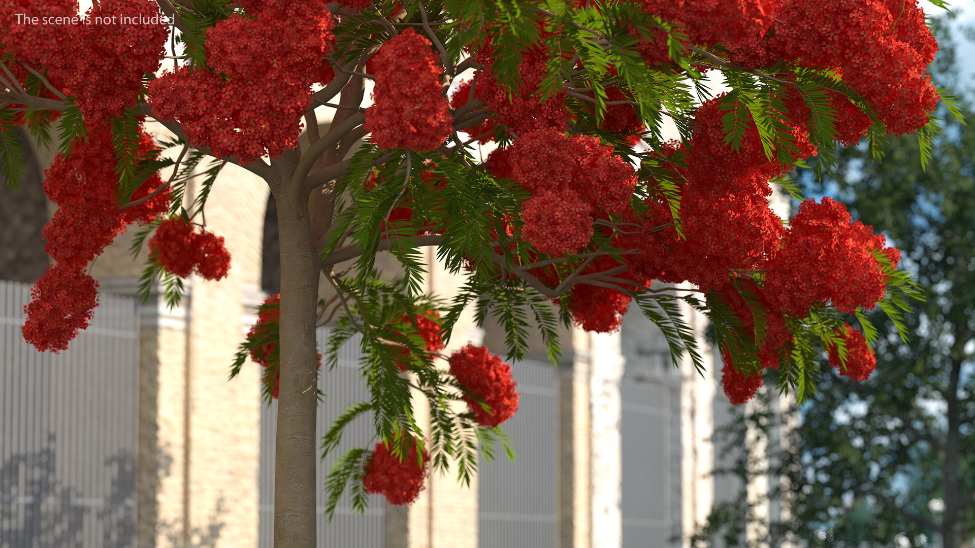 Poinciana Flowering Tree 3D model