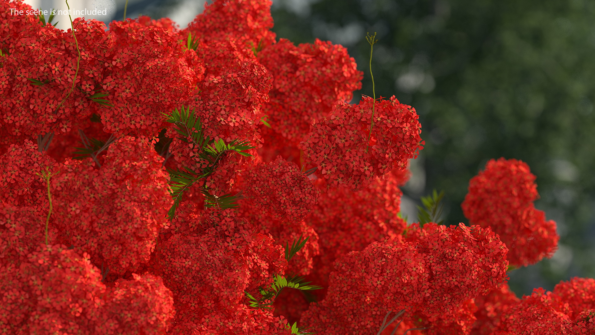 Poinciana Flowering Tree 3D model