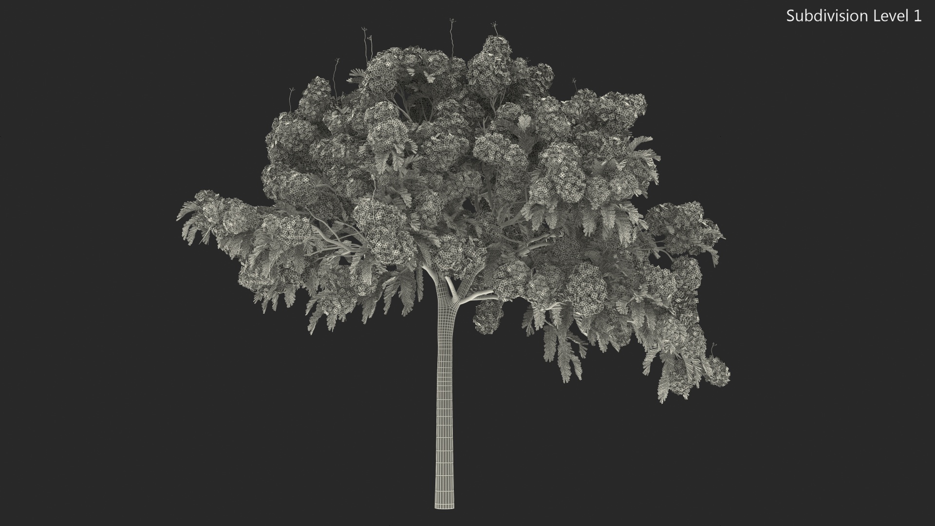 Poinciana Flowering Tree 3D model