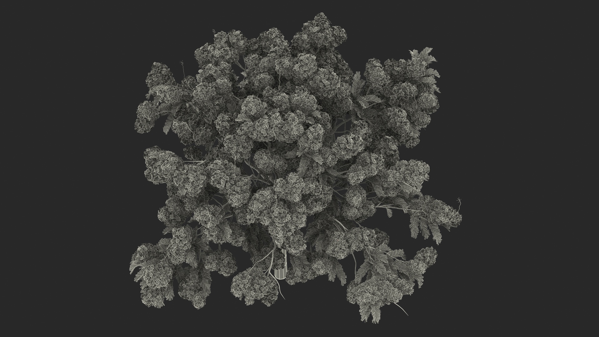 Poinciana Flowering Tree 3D model