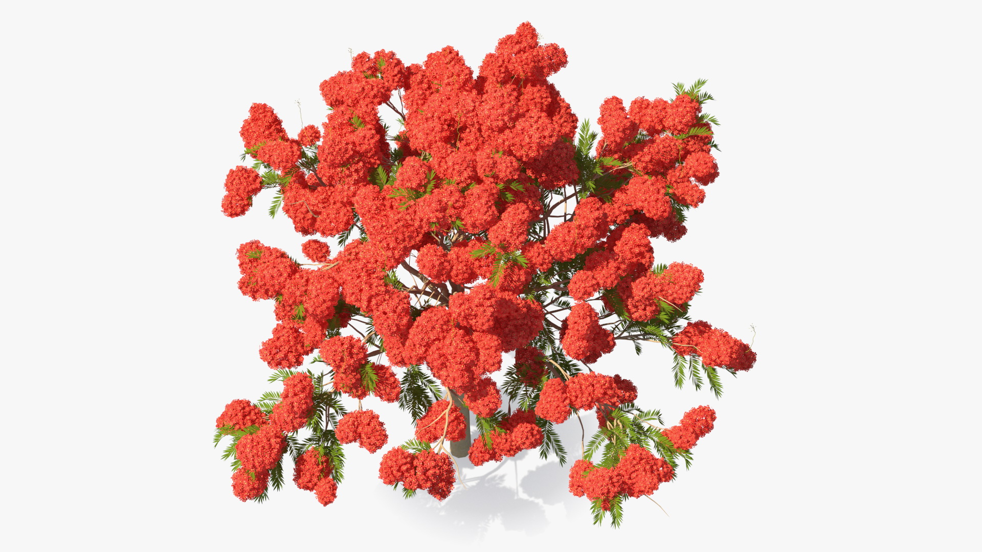 Poinciana Flowering Tree 3D model
