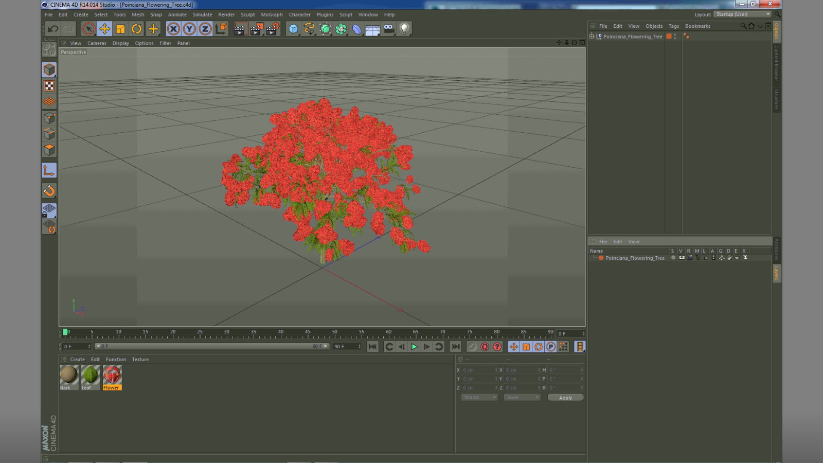 Poinciana Flowering Tree 3D model