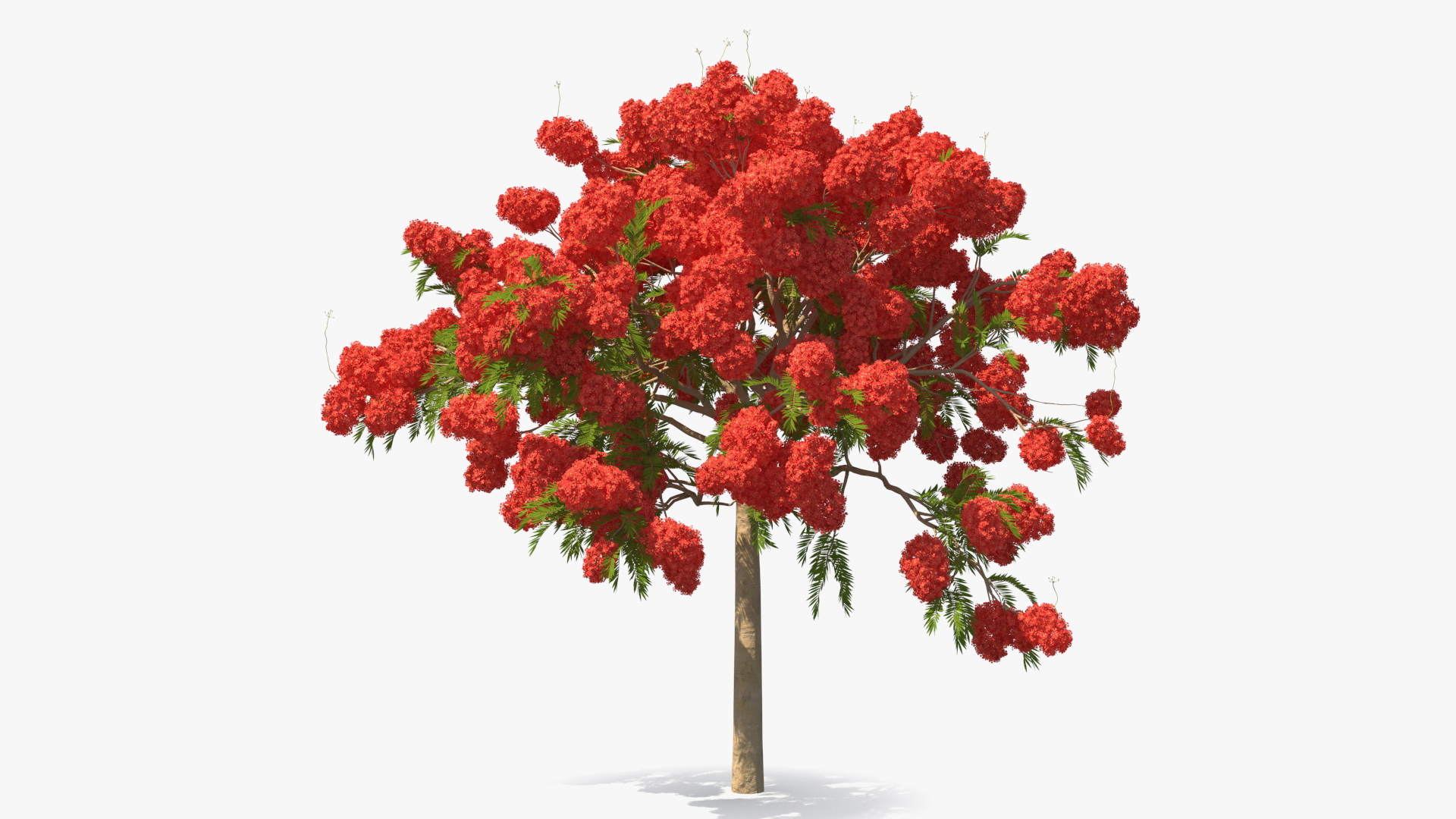 Poinciana Flowering Tree 3D model