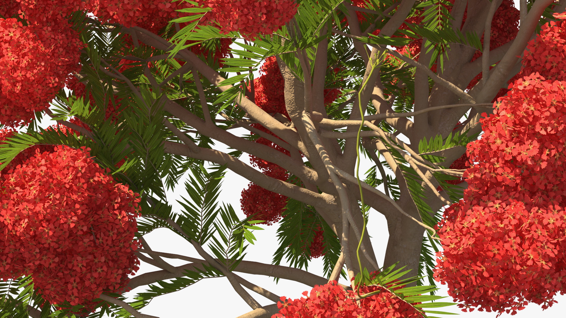 Poinciana Flowering Tree 3D model