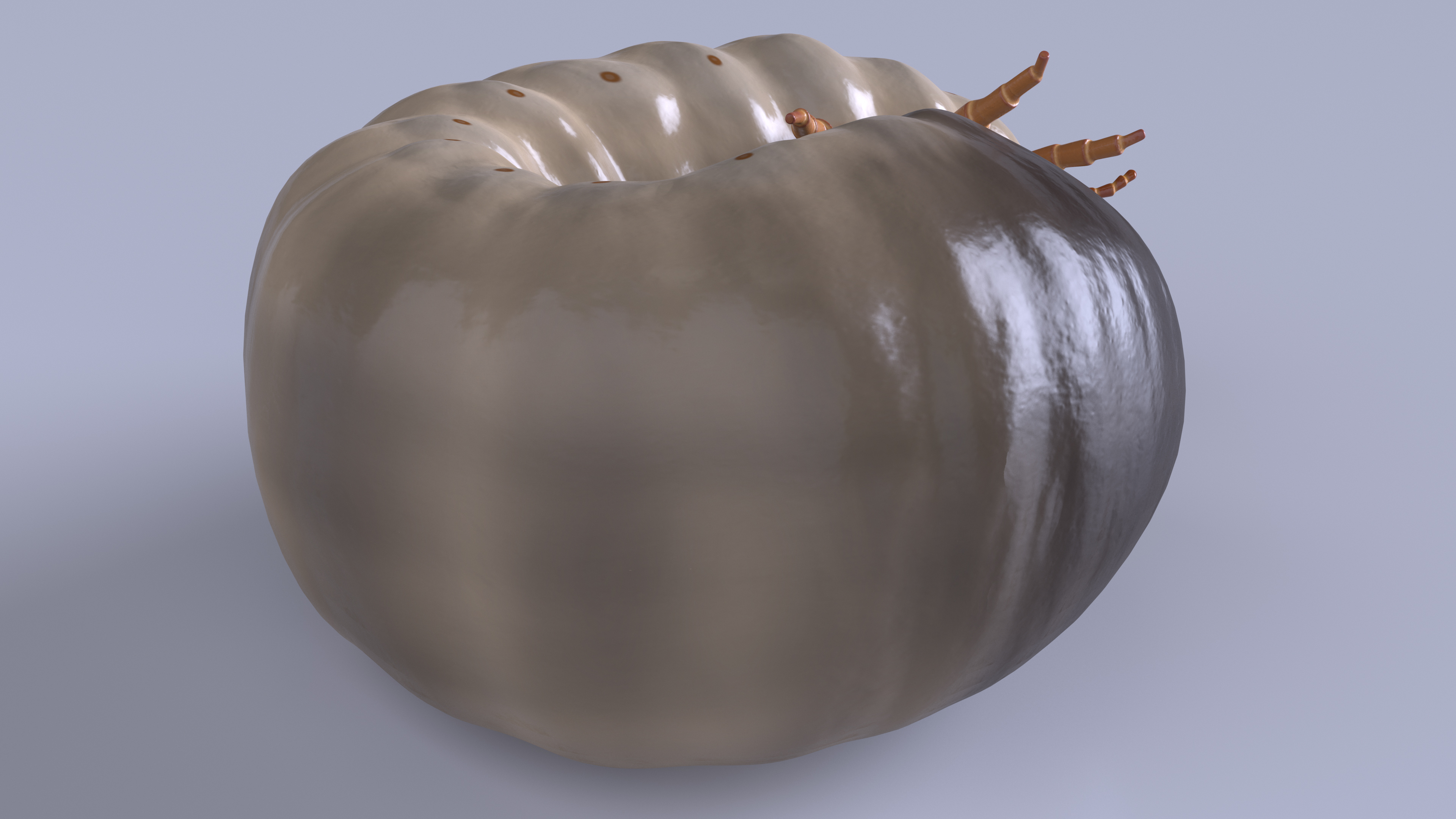 3D Maggot May Bug Curled