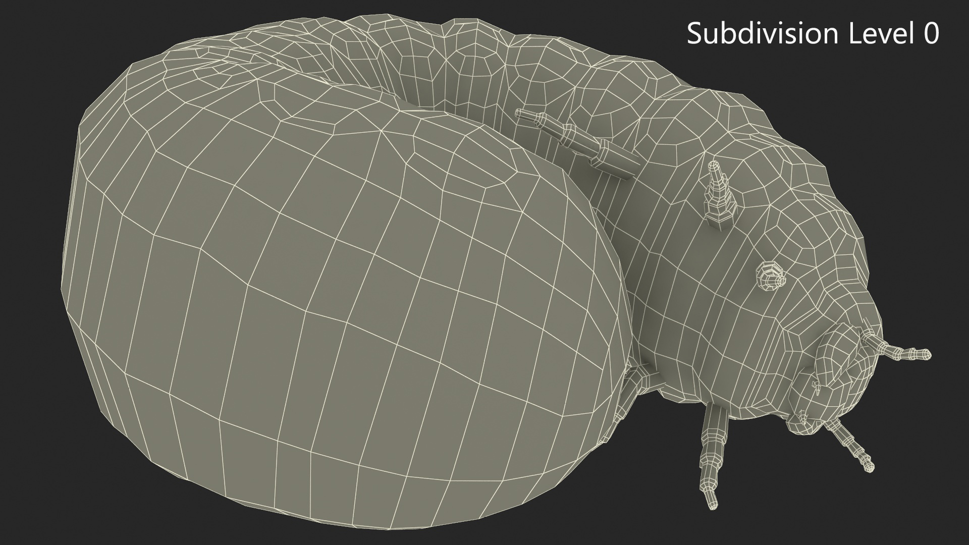 3D Maggot May Bug Curled