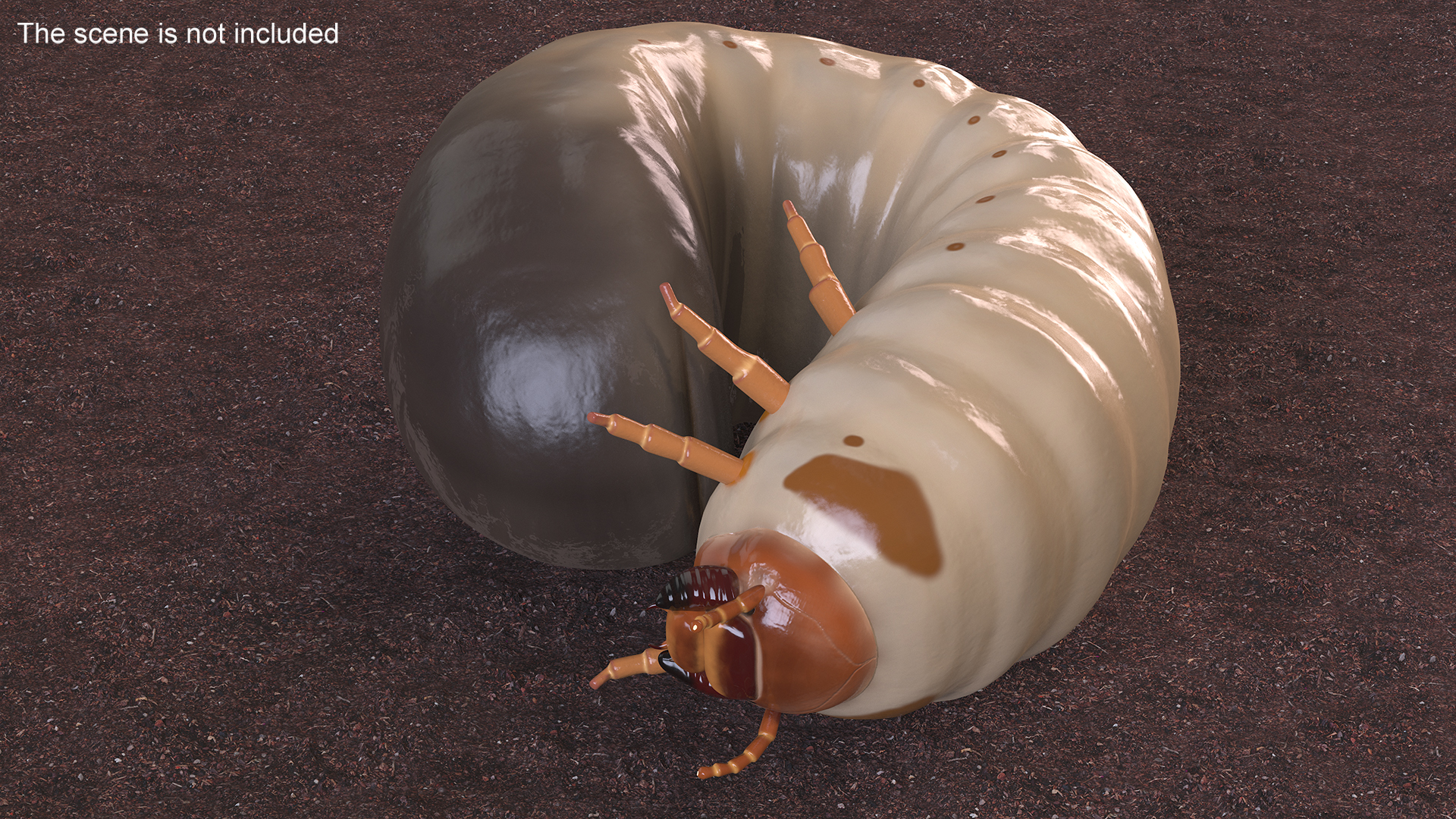 3D Maggot May Bug Curled