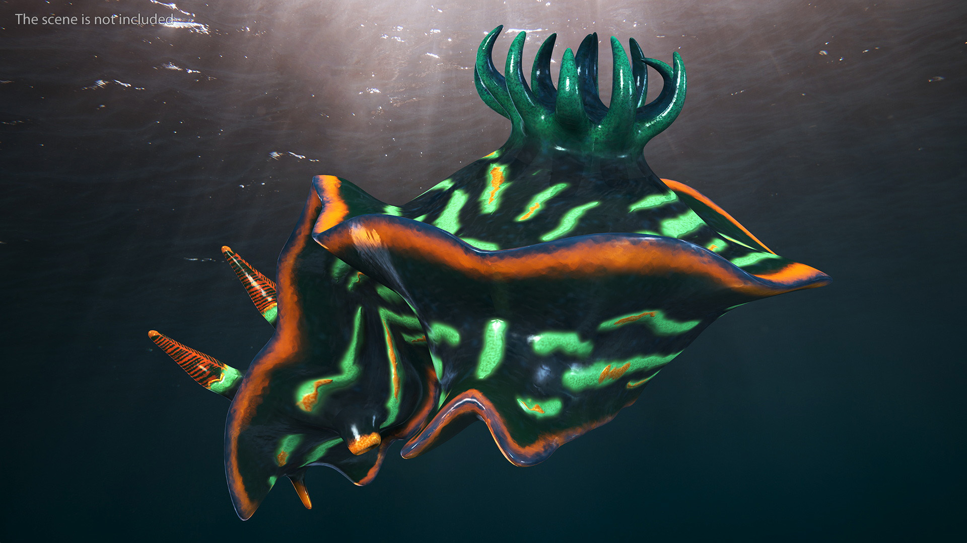 3D Dusky Nudibranch Rigged model