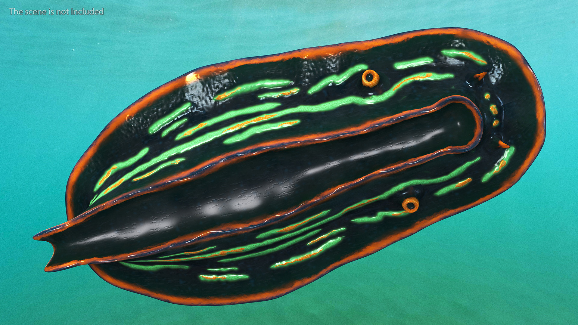 3D Dusky Nudibranch Rigged model