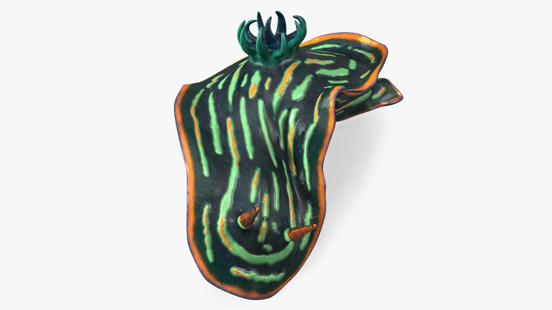 3D Dusky Nudibranch Rigged model