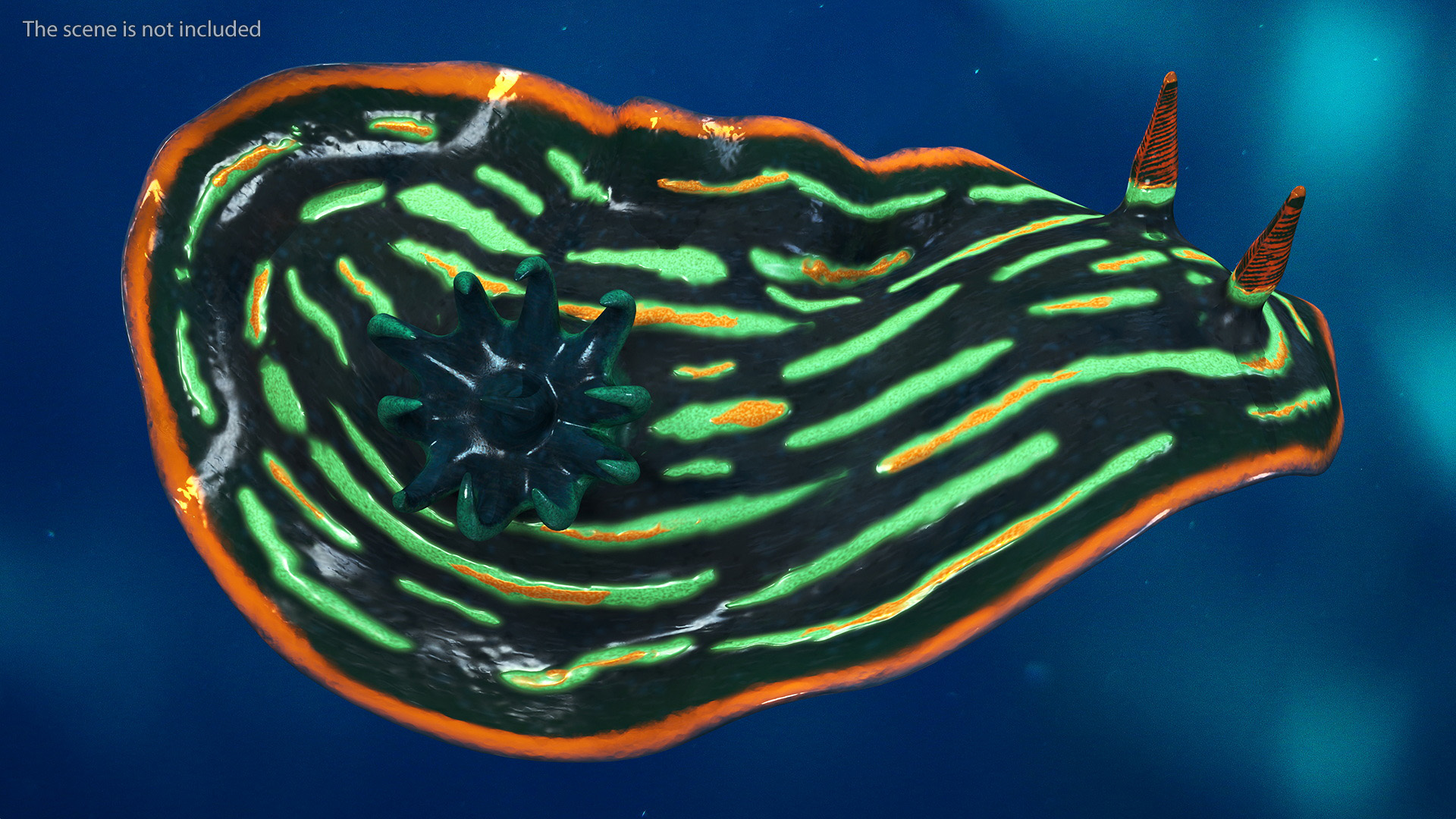 3D Dusky Nudibranch Rigged model