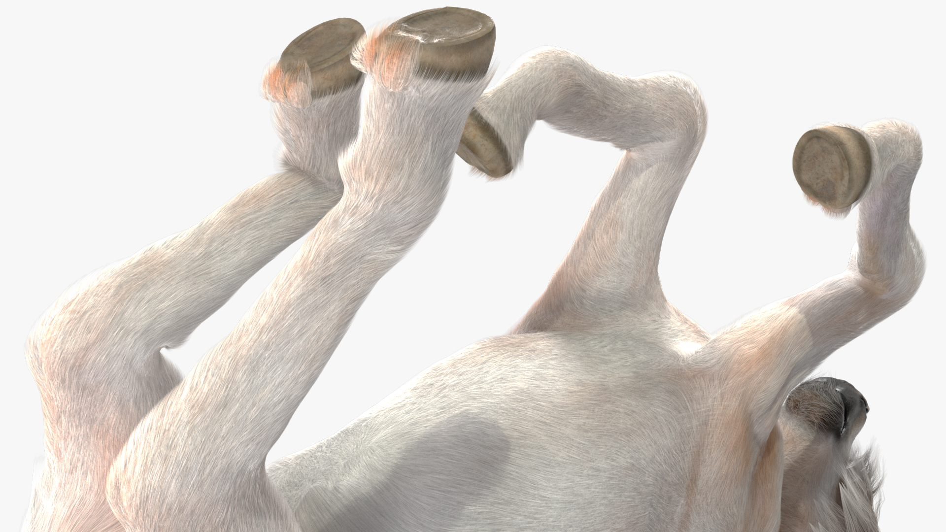 3D Galloping Pony with Long Mane Fur model