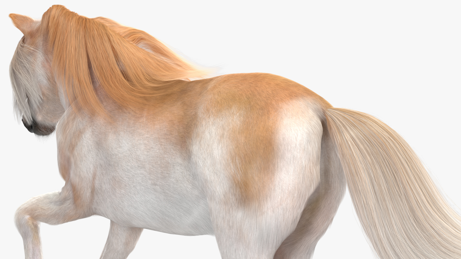 3D Galloping Pony with Long Mane Fur model