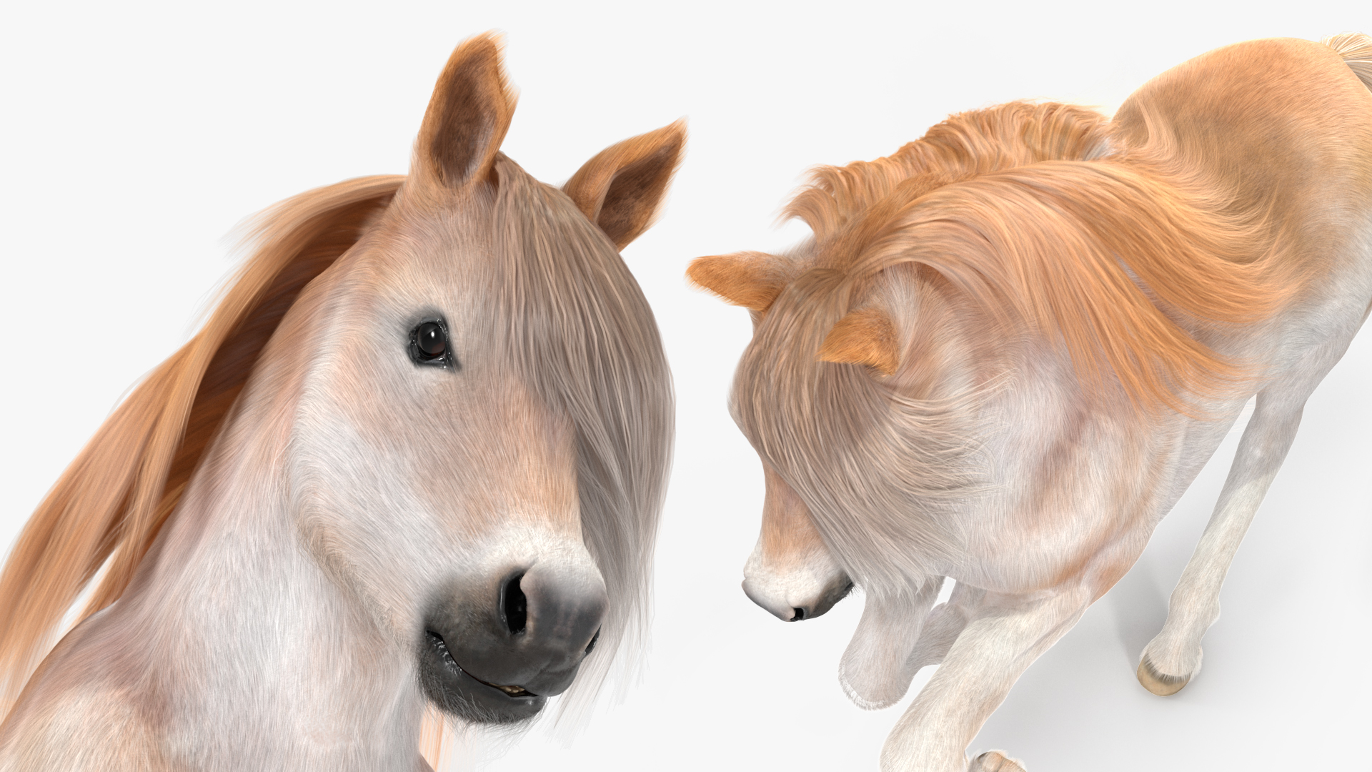 3D Galloping Pony with Long Mane Fur model