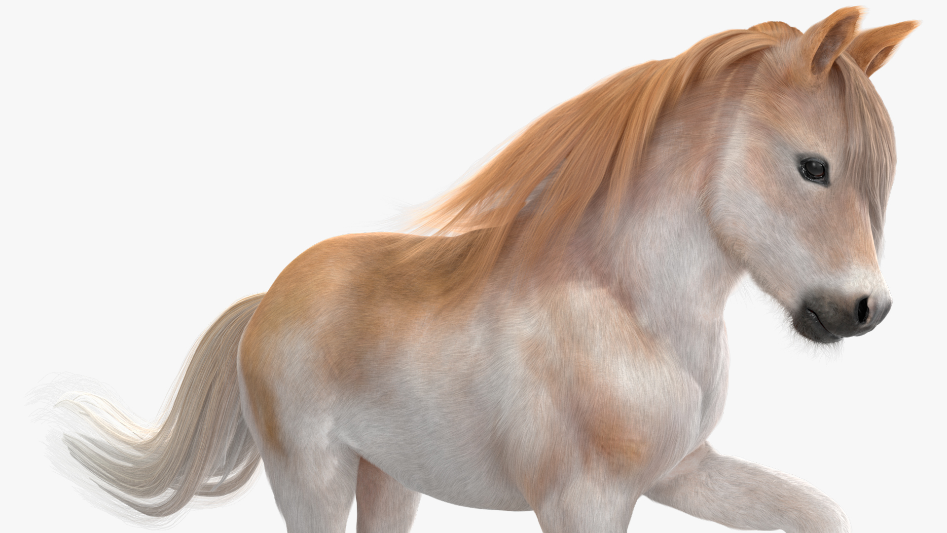 3D Galloping Pony with Long Mane Fur model