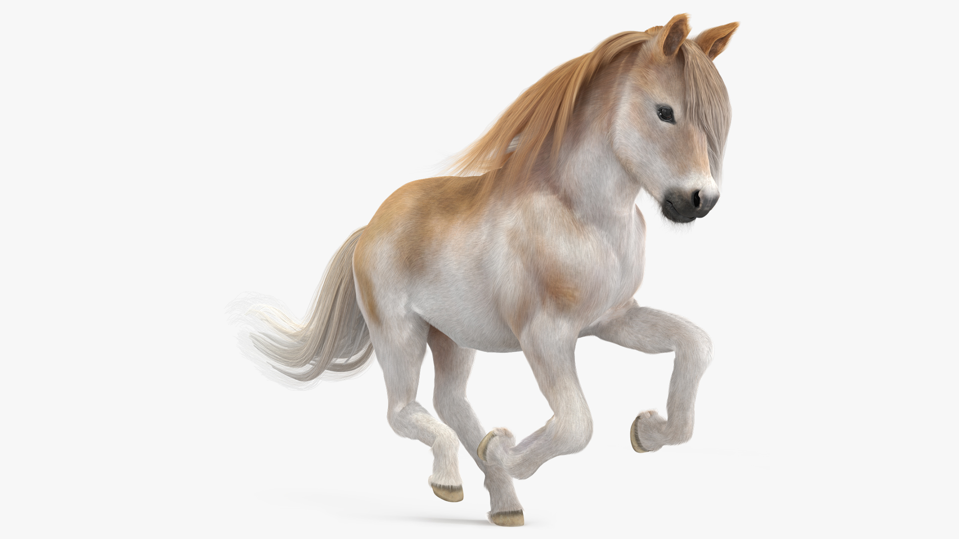 3D Galloping Pony with Long Mane Fur model