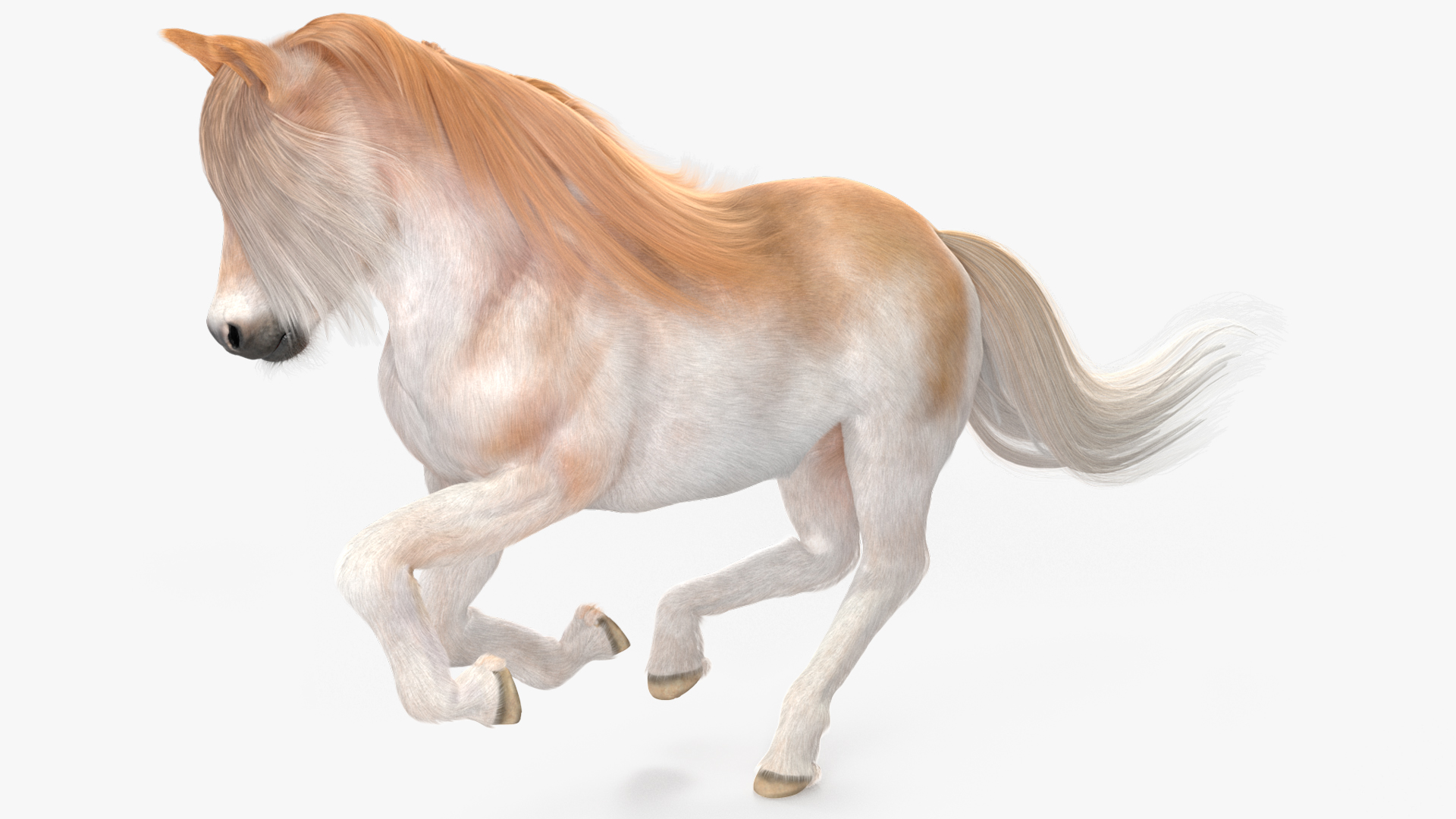 3D Galloping Pony with Long Mane Fur model