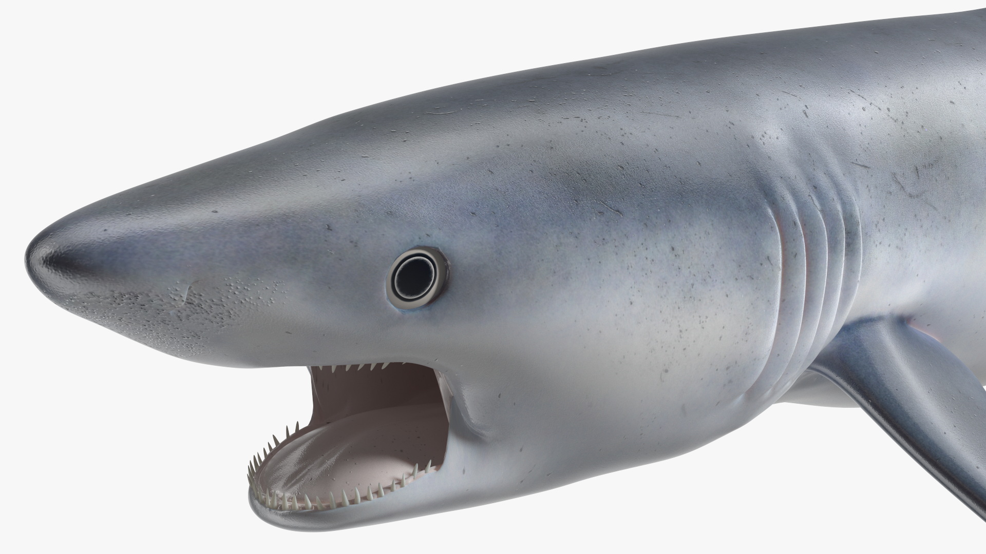 3D Great Blue Shark