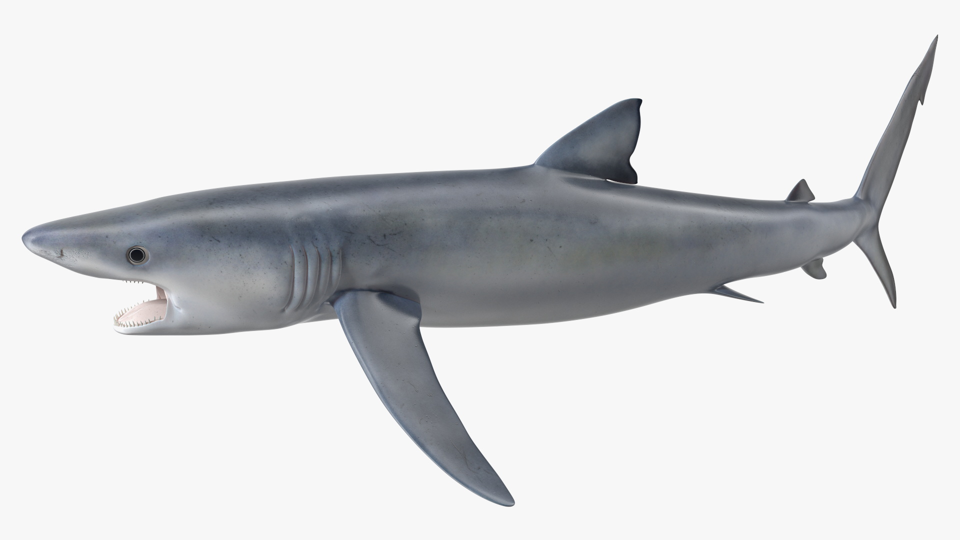 3D Great Blue Shark