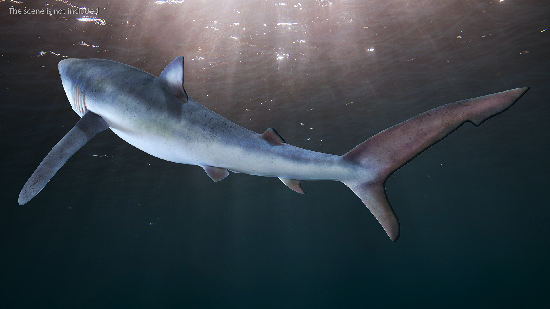 3D Great Blue Shark