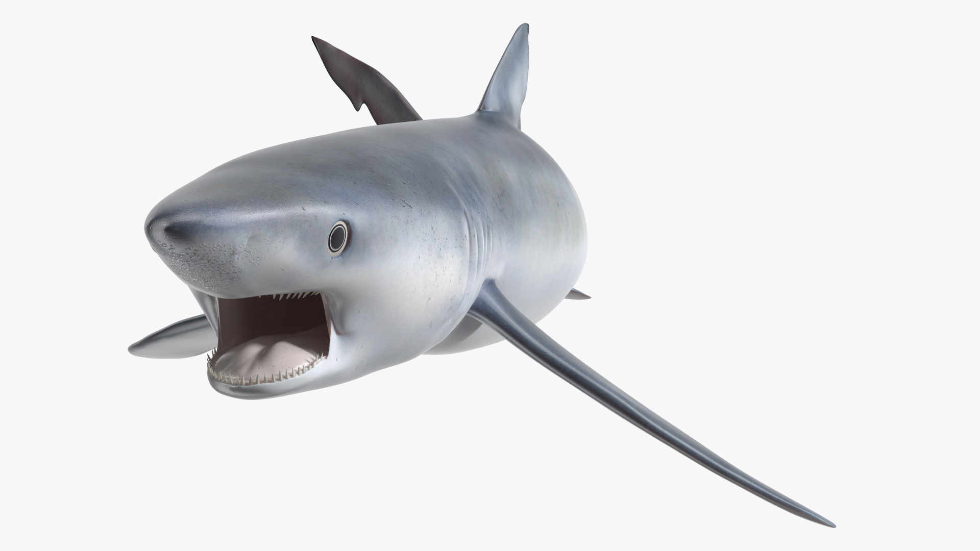 3D Great Blue Shark