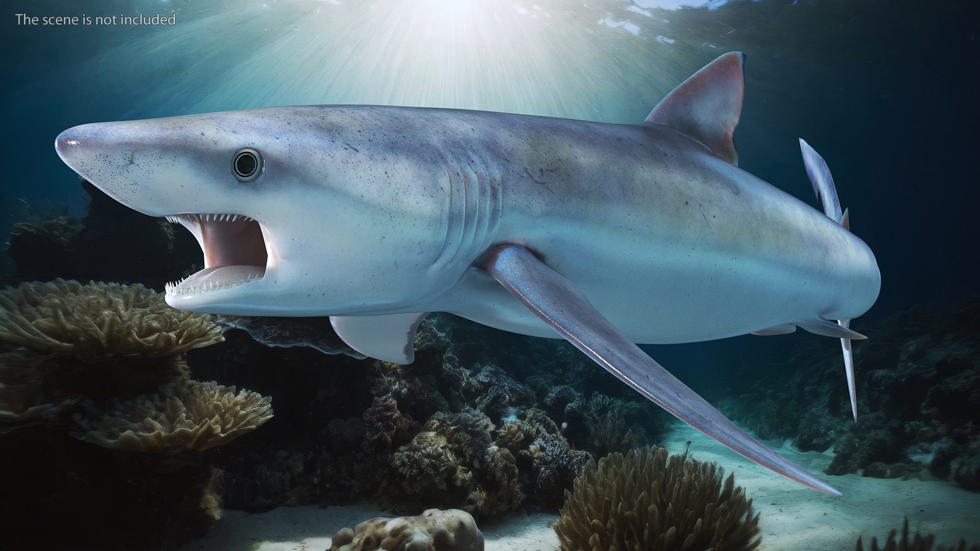 3D Great Blue Shark