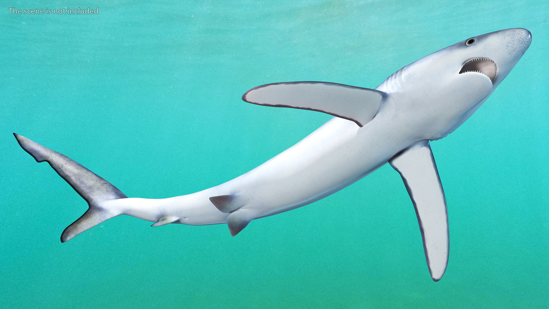 3D Great Blue Shark