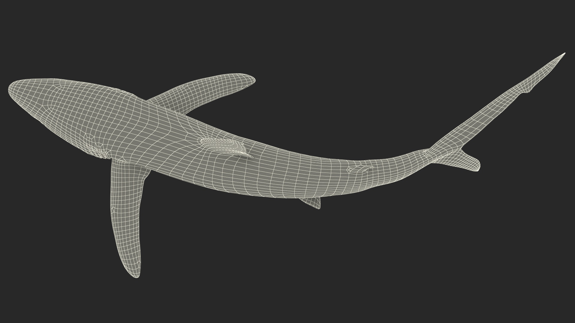 3D Great Blue Shark