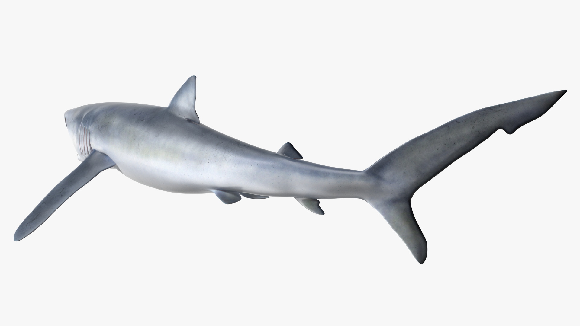 3D Great Blue Shark