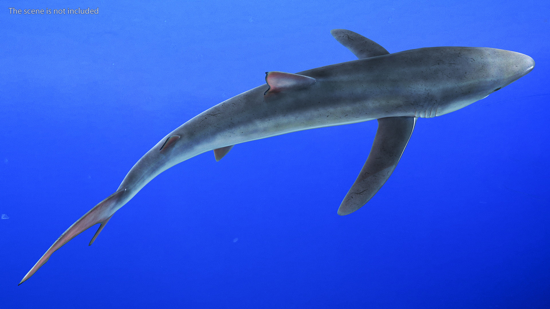 3D Great Blue Shark