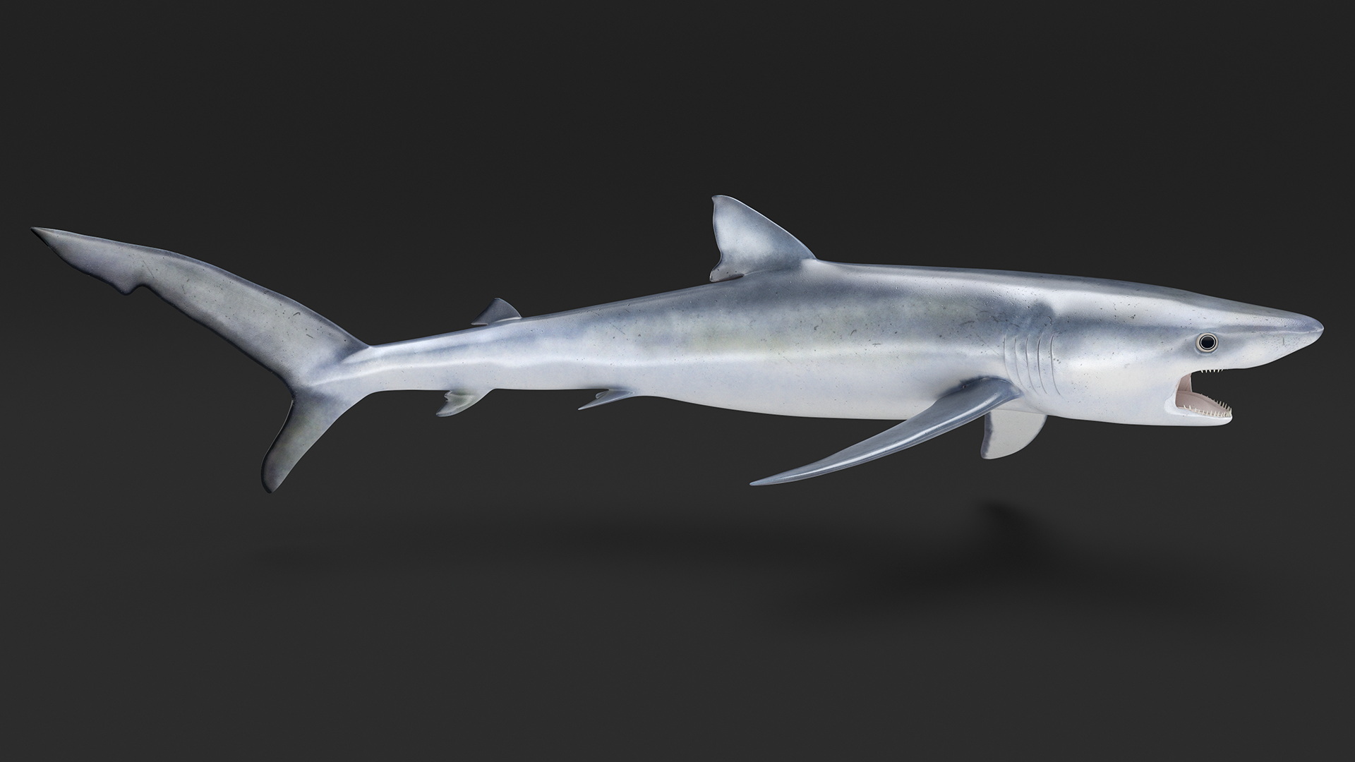 3D Great Blue Shark