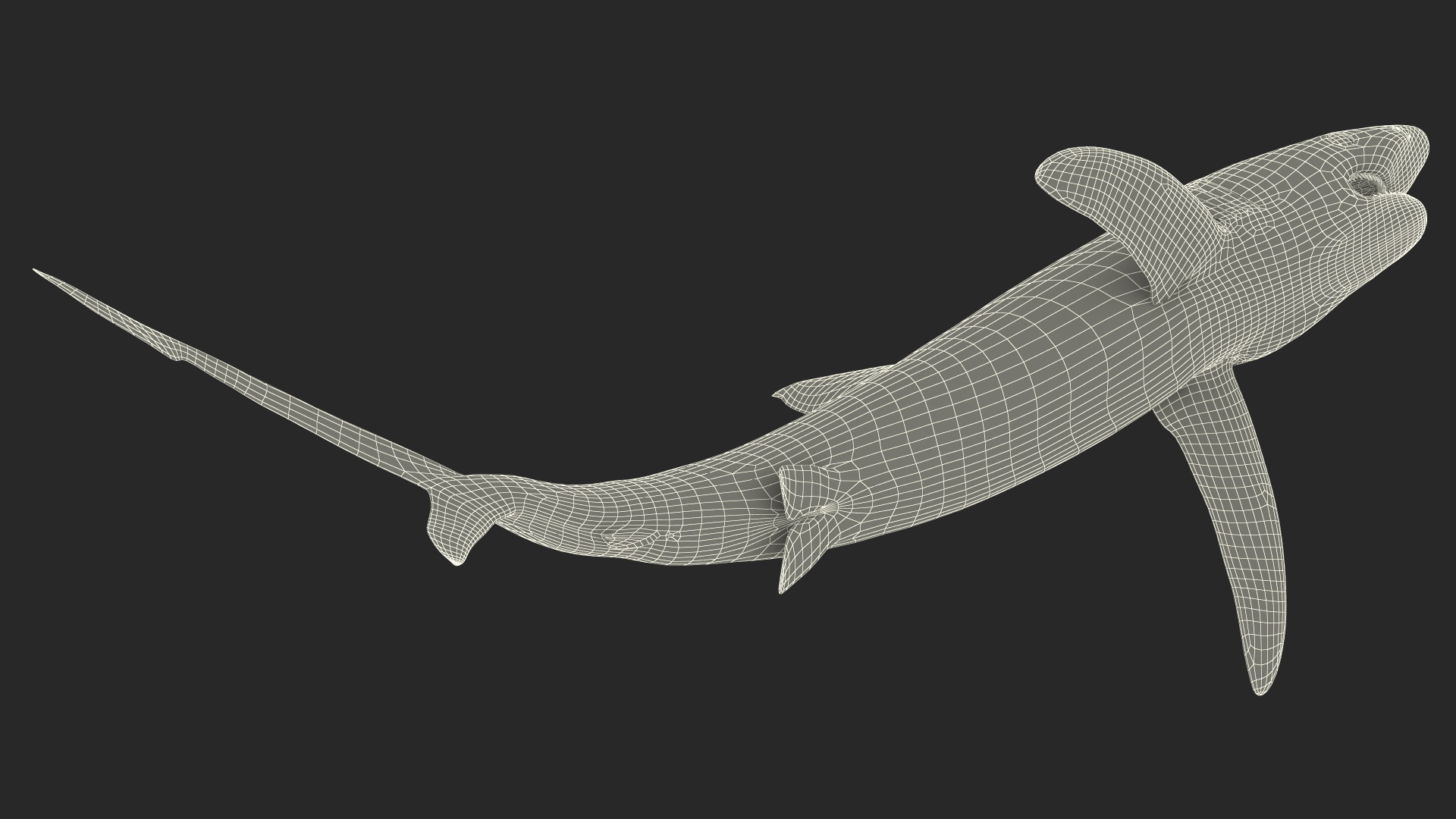 3D Great Blue Shark