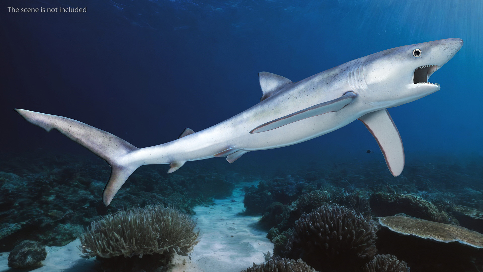 3D Great Blue Shark