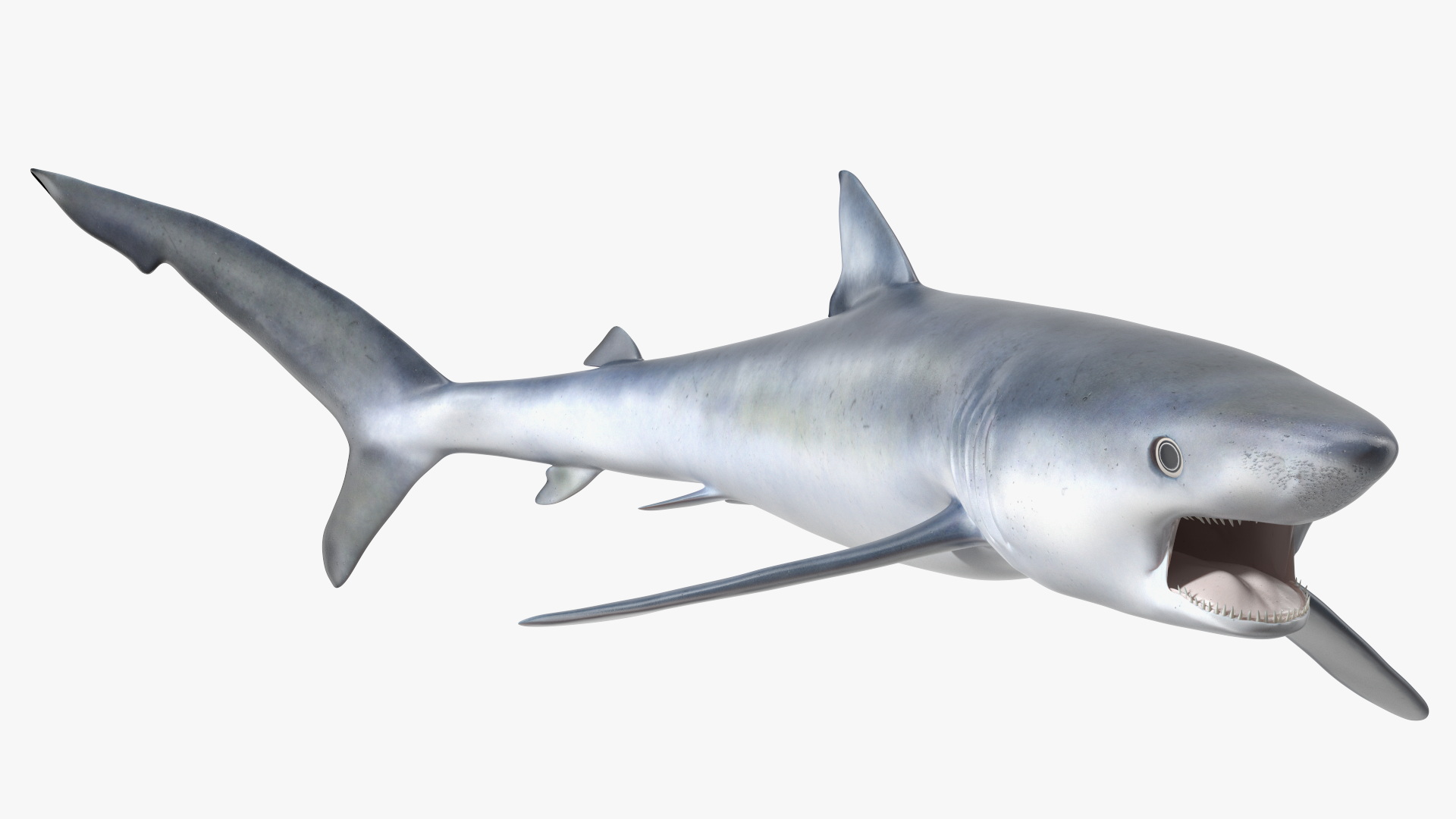 3D Great Blue Shark