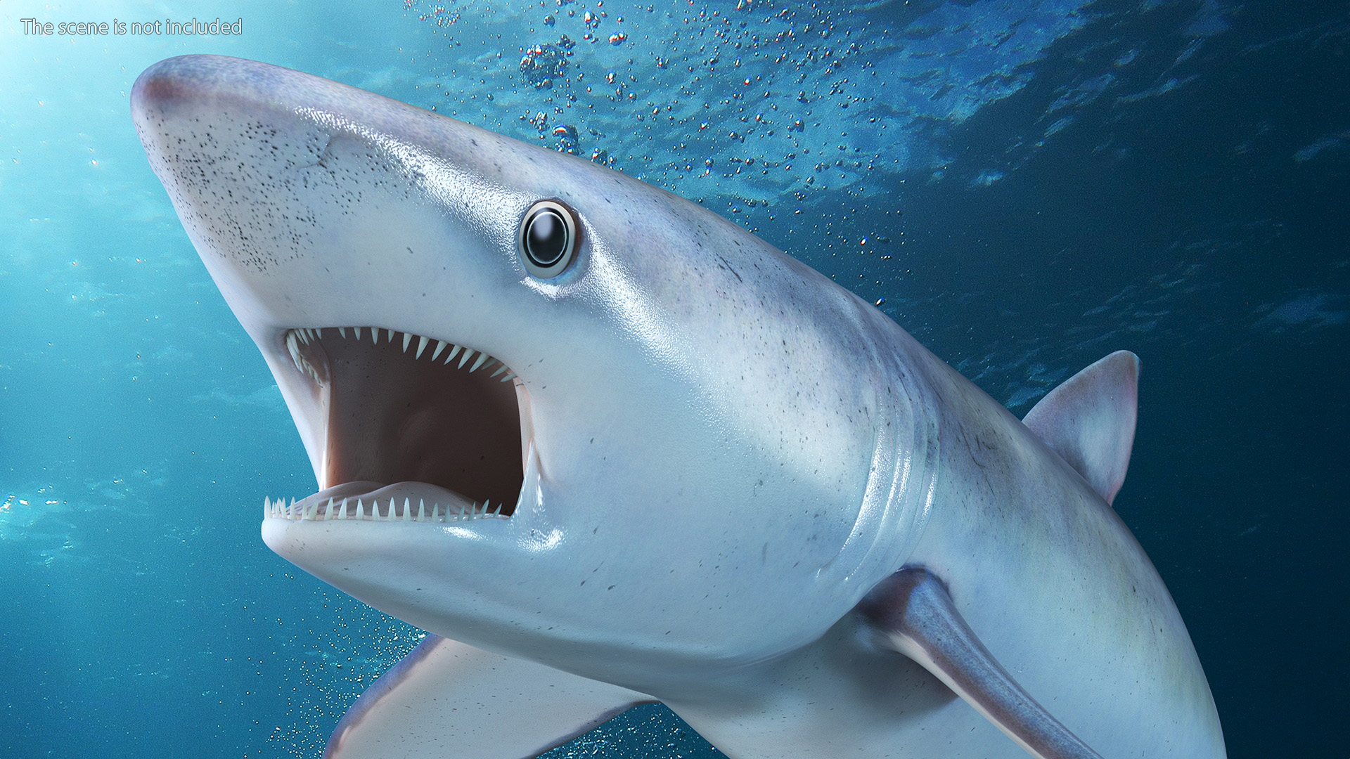 3D Great Blue Shark