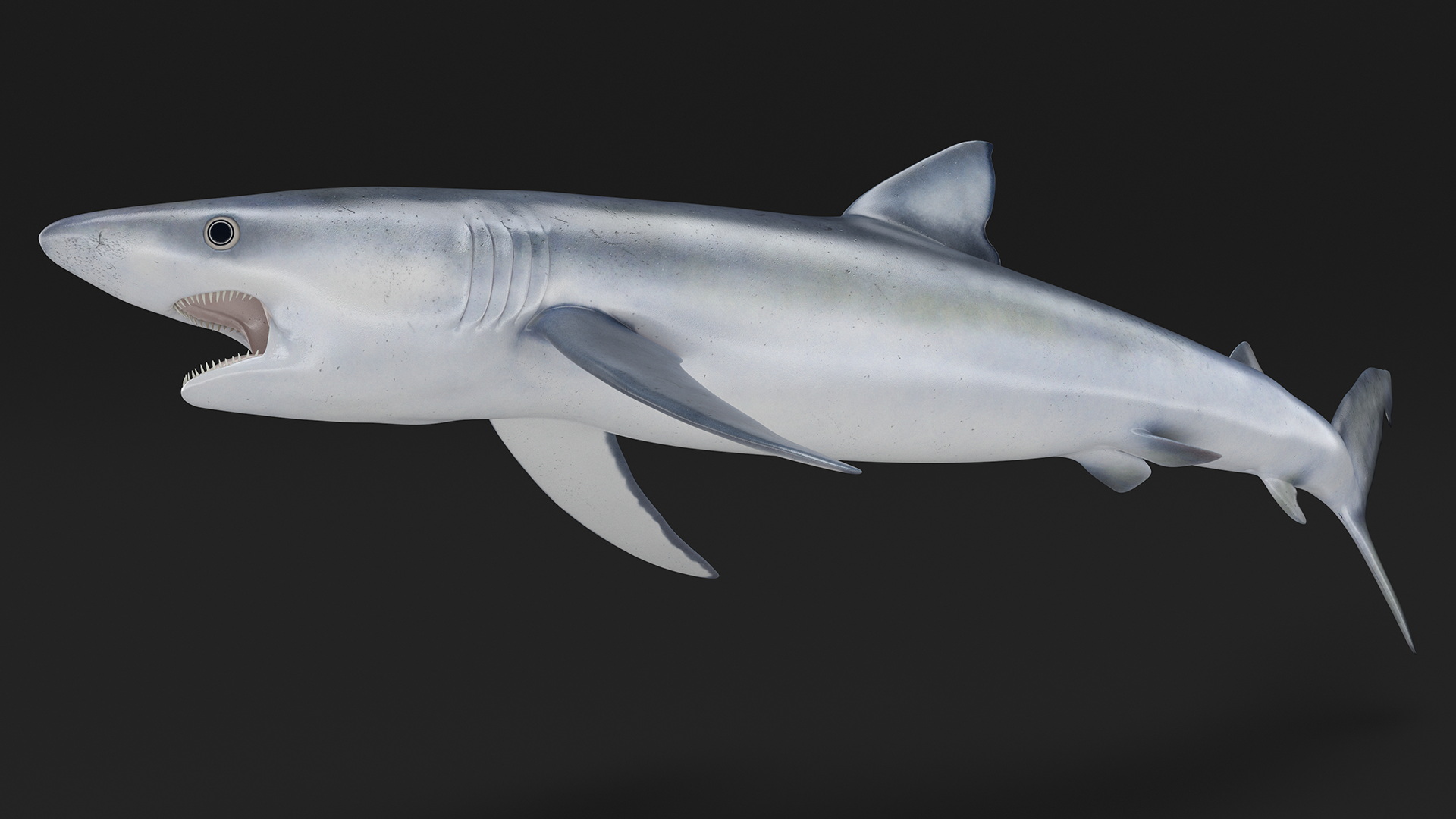 3D Great Blue Shark