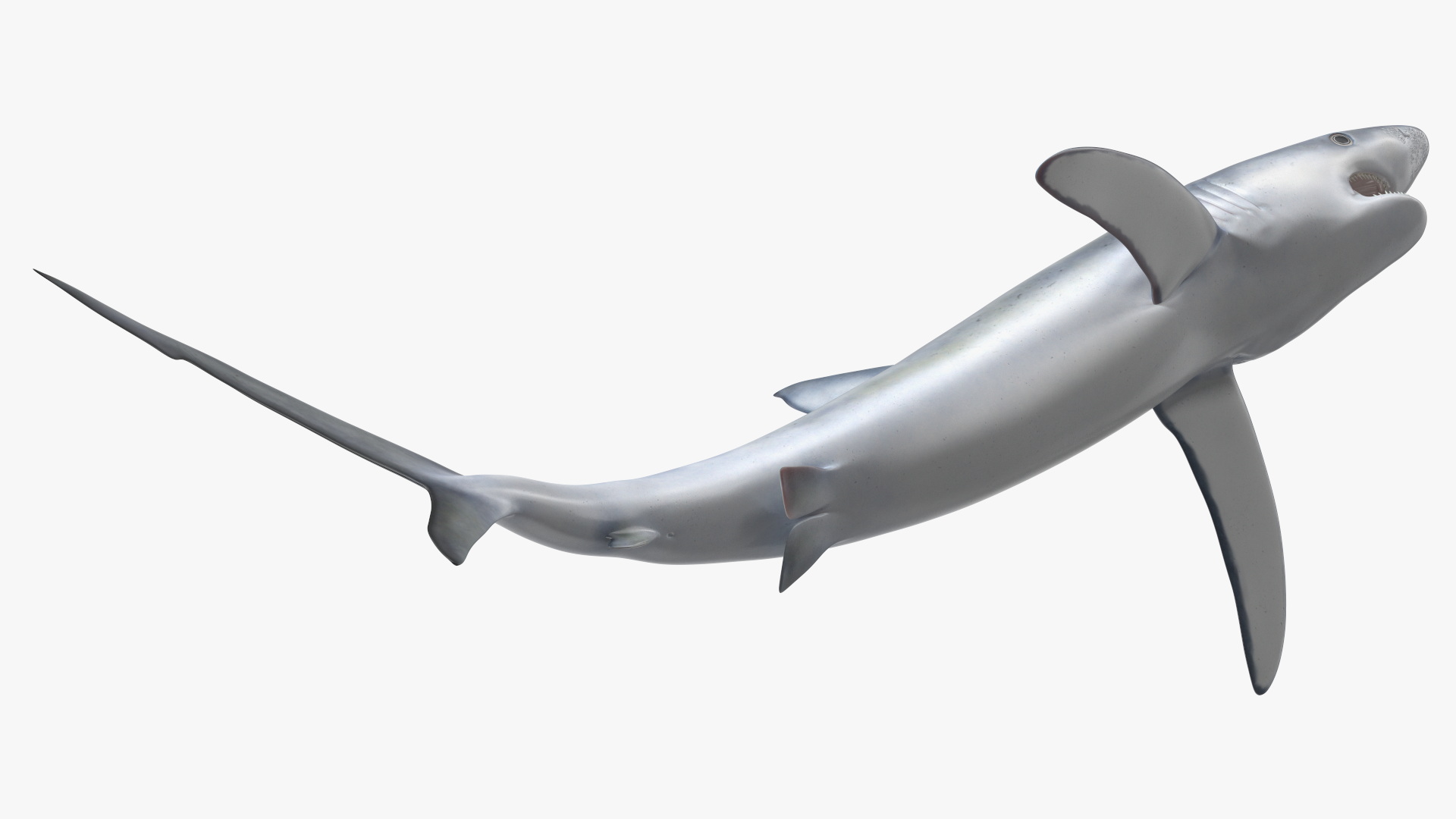 3D Great Blue Shark