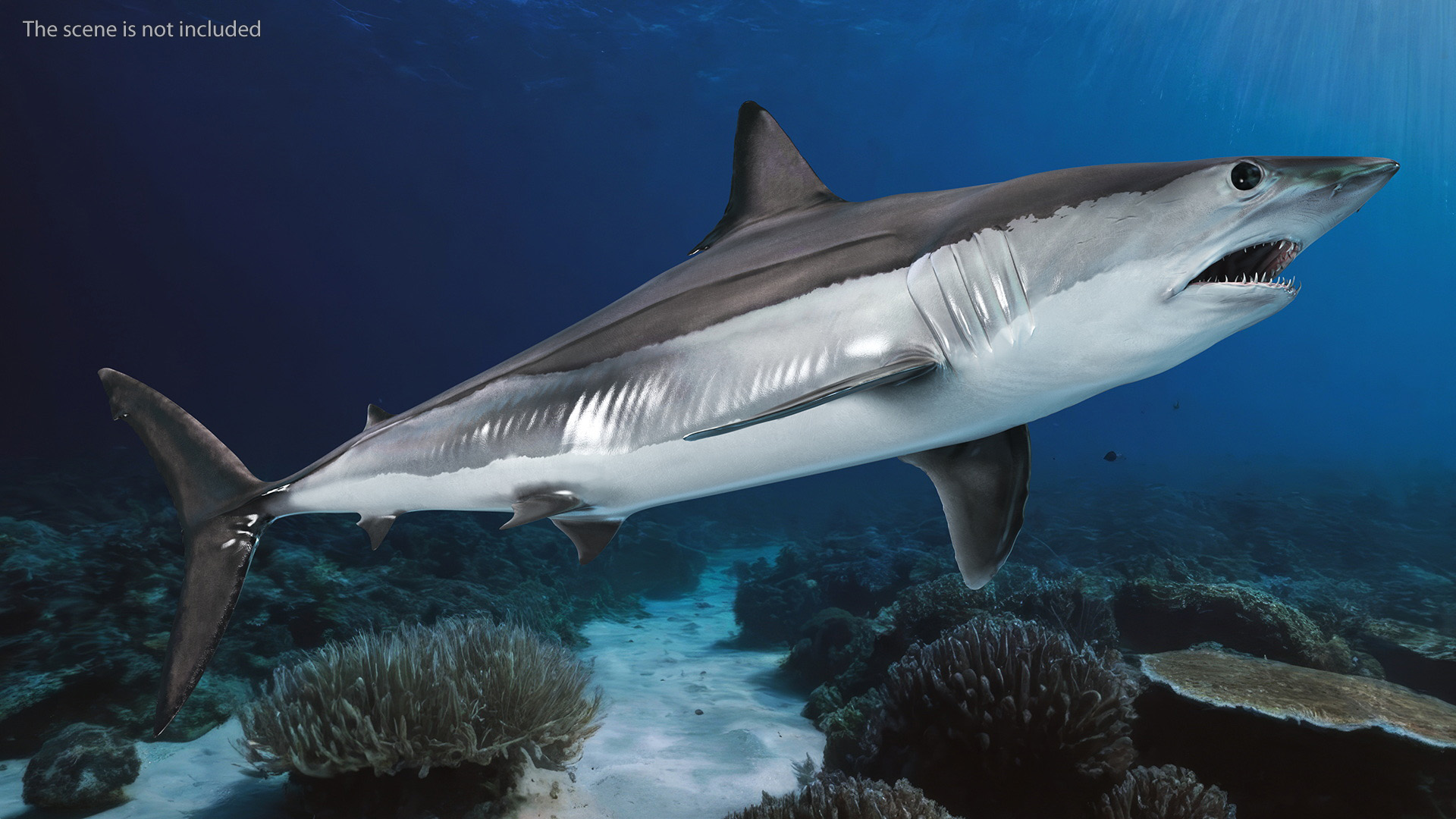 Realistic Shortfin Mako Shark 3D model