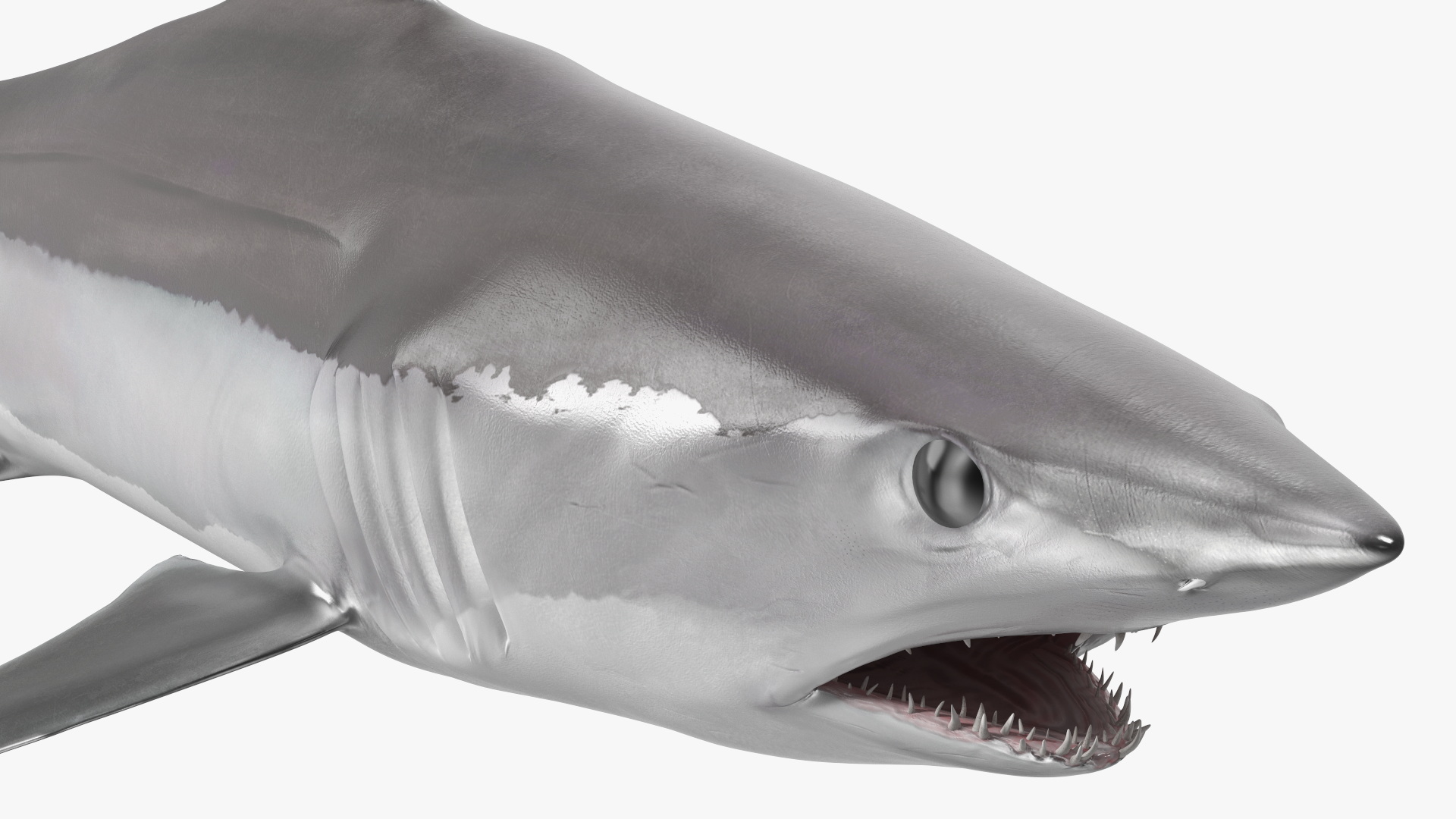 Realistic Shortfin Mako Shark 3D model