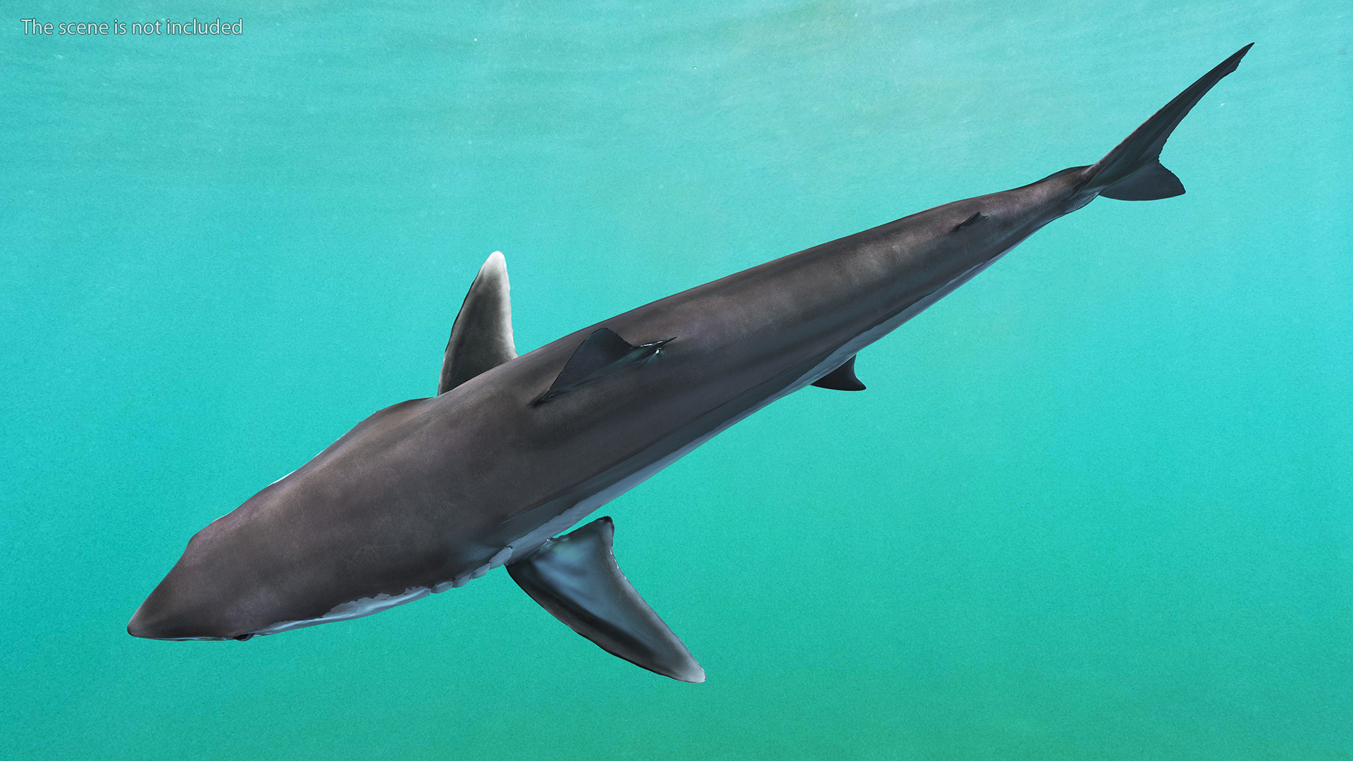 Realistic Shortfin Mako Shark 3D model