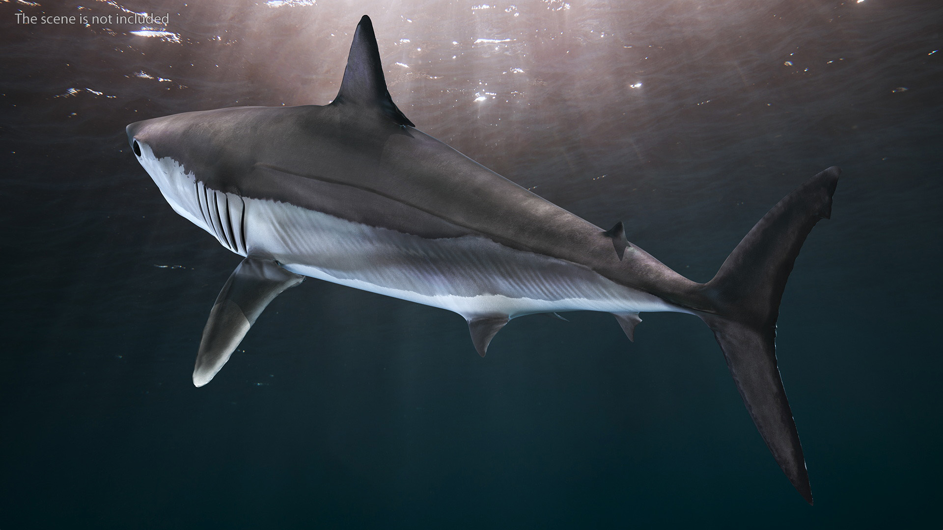 Realistic Shortfin Mako Shark 3D model