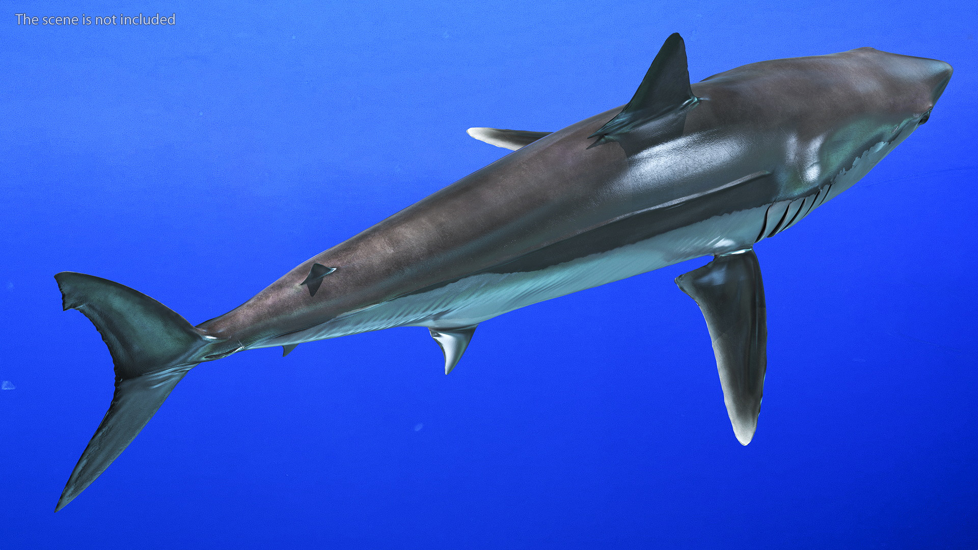 Realistic Shortfin Mako Shark 3D model